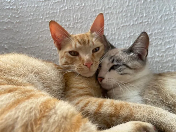 Gato raça Srd idade 7 a 11 meses nome Vick