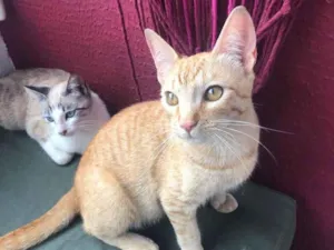 Gato raça Srd idade 7 a 11 meses nome Fred