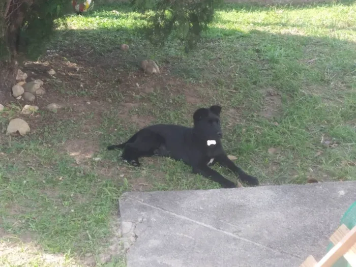 Cachorro ra a Borador idade 1 ano nome Luke