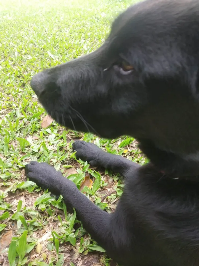 Cachorro ra a Borador idade 1 ano nome Luke