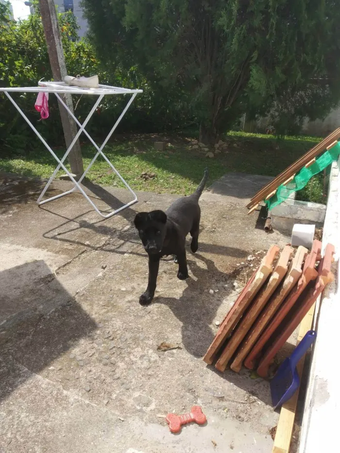 Cachorro ra a Borador idade 1 ano nome Luke