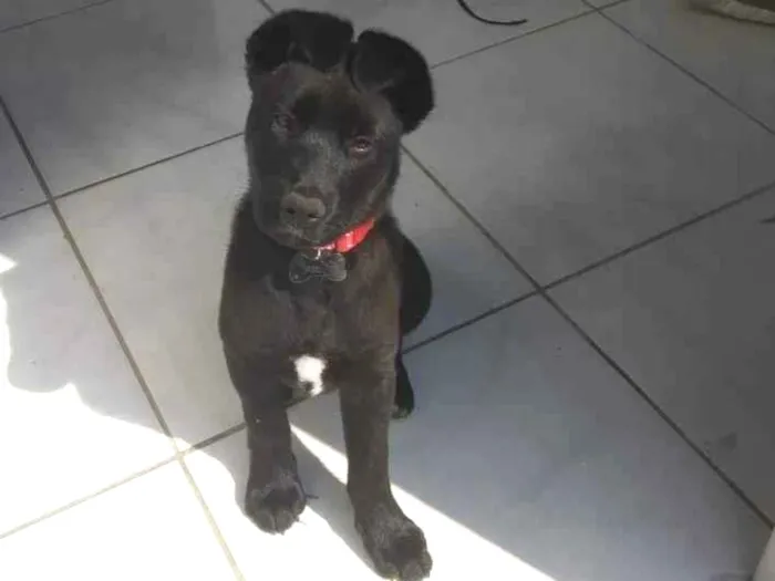 Cachorro ra a Borador idade 1 ano nome Luke