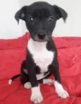 Cachorro raça SRD idade 2 a 6 meses nome BABI