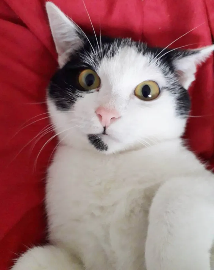 Gato raça SRD idade 2 a 6 meses nome FELÍCIA