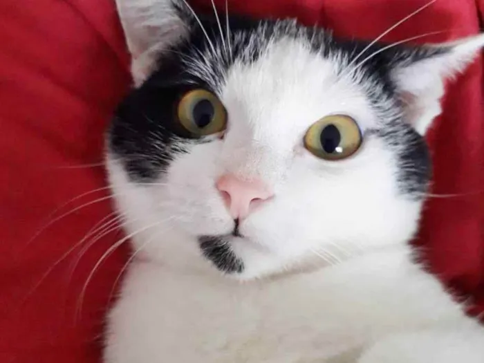 Gato raça SRD idade 2 a 6 meses nome FELÍCIA