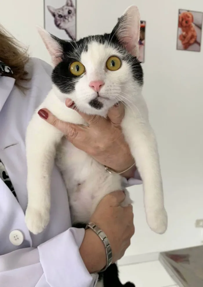 Gato raça SRD idade 2 a 6 meses nome FELÍCIA