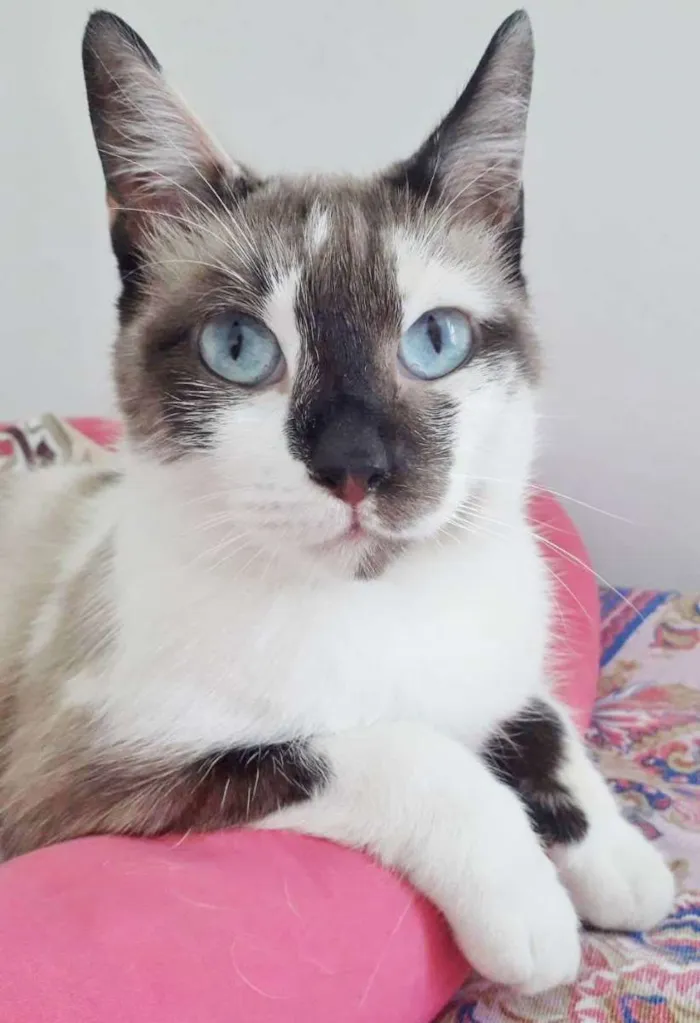 Gato raça SRD idade 1 ano nome PANDORA