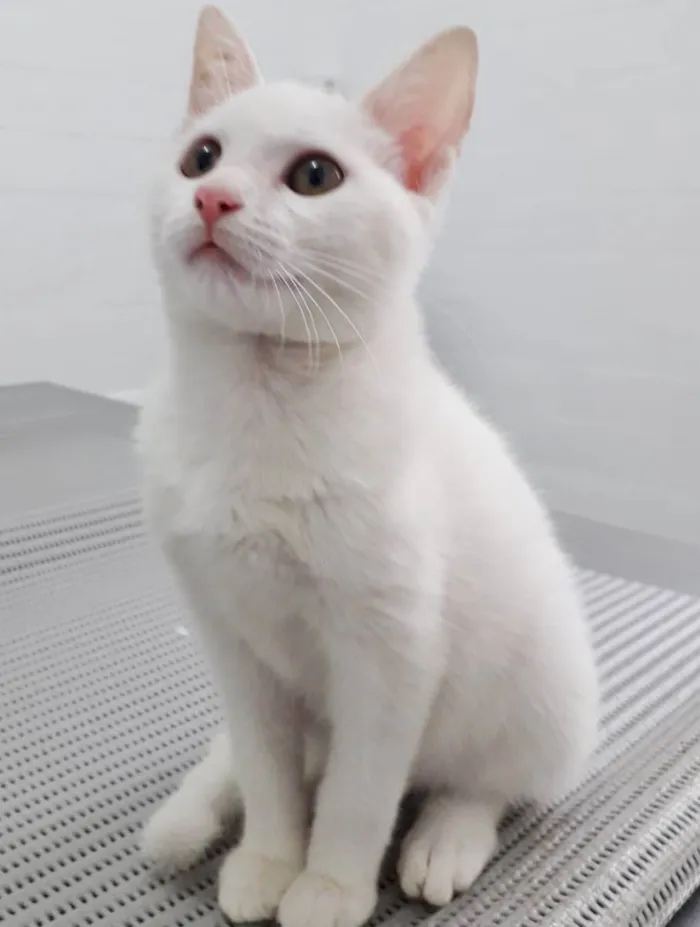 Gato raça SRD idade 2 a 6 meses nome MAYA