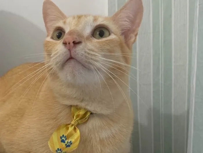 Gato raça Srd idade 2 anos nome Simba 