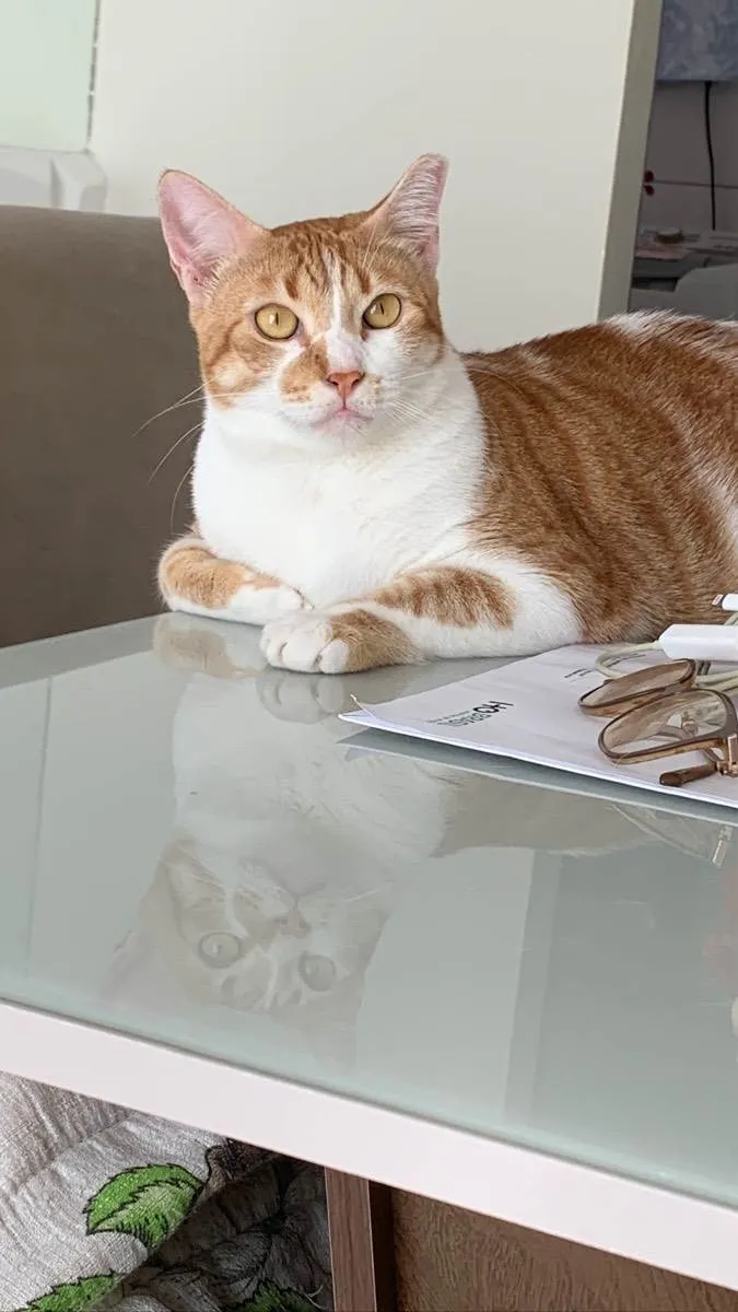 Gato raça Srd idade 2 anos nome Mahone