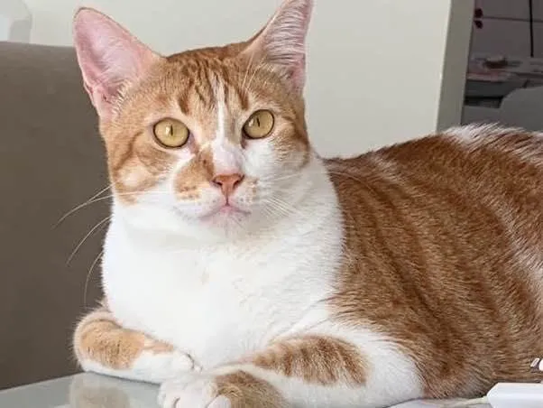 Gato raça Srd idade 2 anos nome Mahone