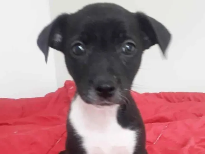 Cachorro raça SRD idade 2 a 6 meses nome BABI