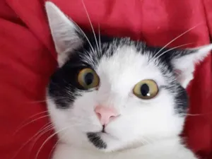 Gato raça SRD idade 2 a 6 meses nome FELÍCIA