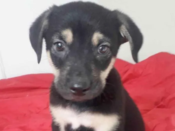 Cachorro raça SRD idade 2 a 6 meses nome BART