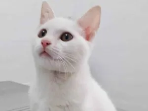Gato raça SRD idade 2 a 6 meses nome MAYA