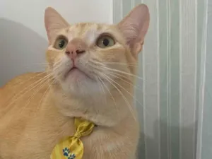 Gato raça Srd idade 2 anos nome Simba 