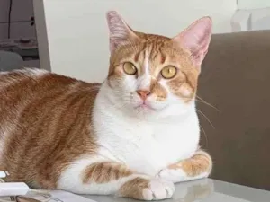 Gato raça Srd idade 2 anos nome Mahone