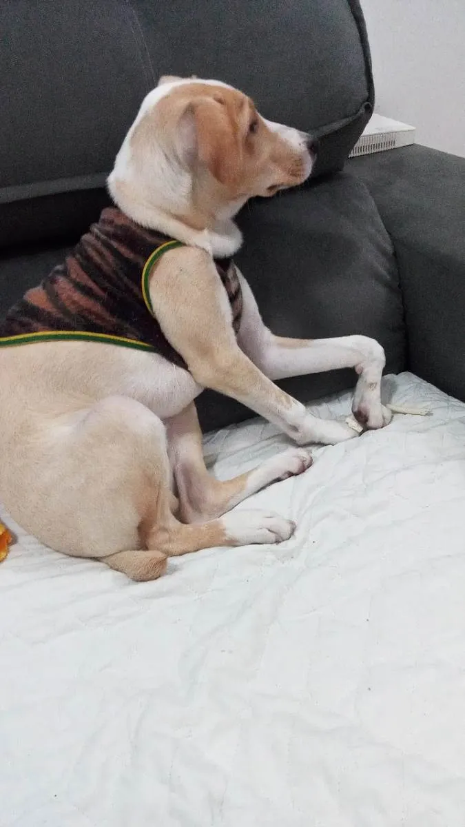 Cachorro ra a Vira lata  idade 7 a 11 meses nome Nick