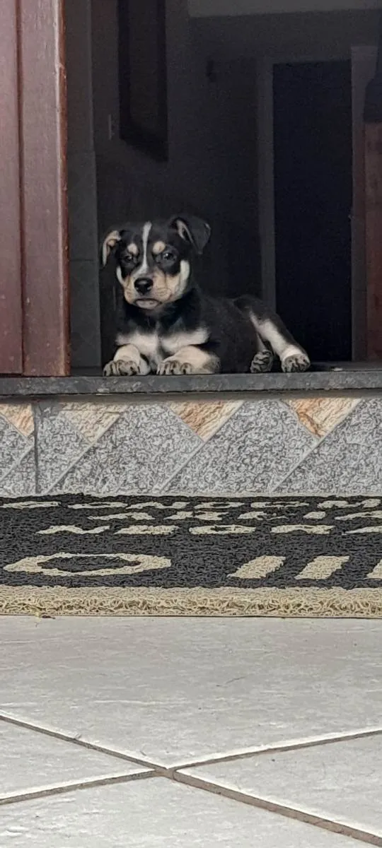 Cachorro ra a Vira Lata idade 2 a 6 meses nome Arrascaeta 