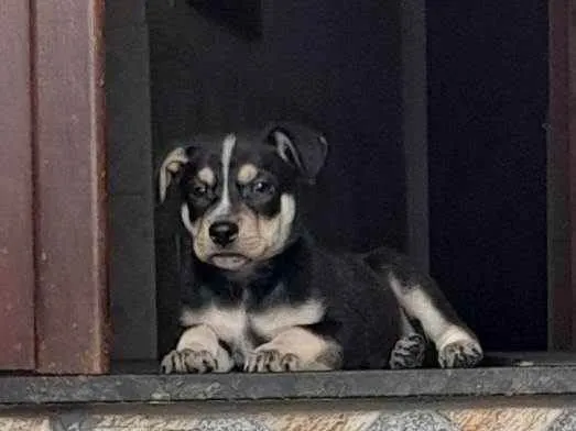 Cachorro ra a Vira Lata idade 2 a 6 meses nome Arrascaeta 