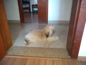 Cachorro raça Shih Tzu idade 2 anos nome Lola