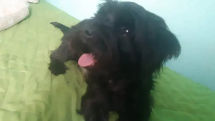 Cachorro raça Poodle com vira lata idade 1 ano nome Neguinho