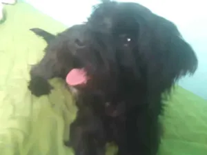 Cachorro raça Poodle com vira lata idade 1 ano nome Neguinho