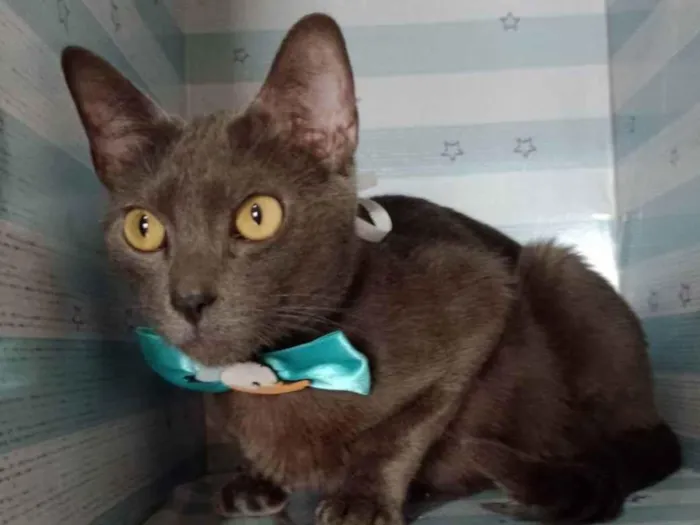 Gato raça Srd idade 7 a 11 meses nome Fumaça 