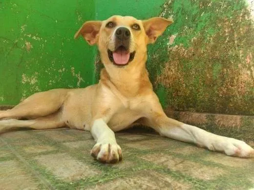 Cachorro ra a Mestiça labrador com Pitbull  idade 5 anos nome Lara 