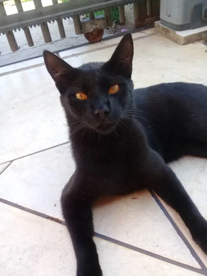 Gato ra a Não sei idade 1 ano nome Félix 