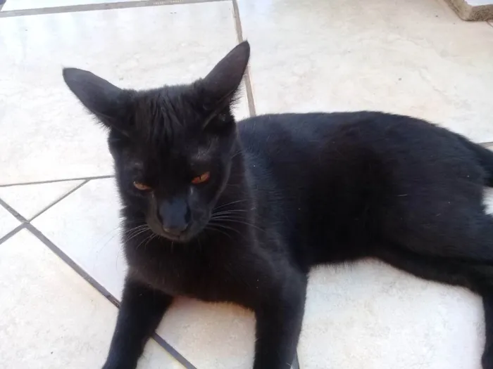 Gato ra a Não sei idade 1 ano nome Félix 