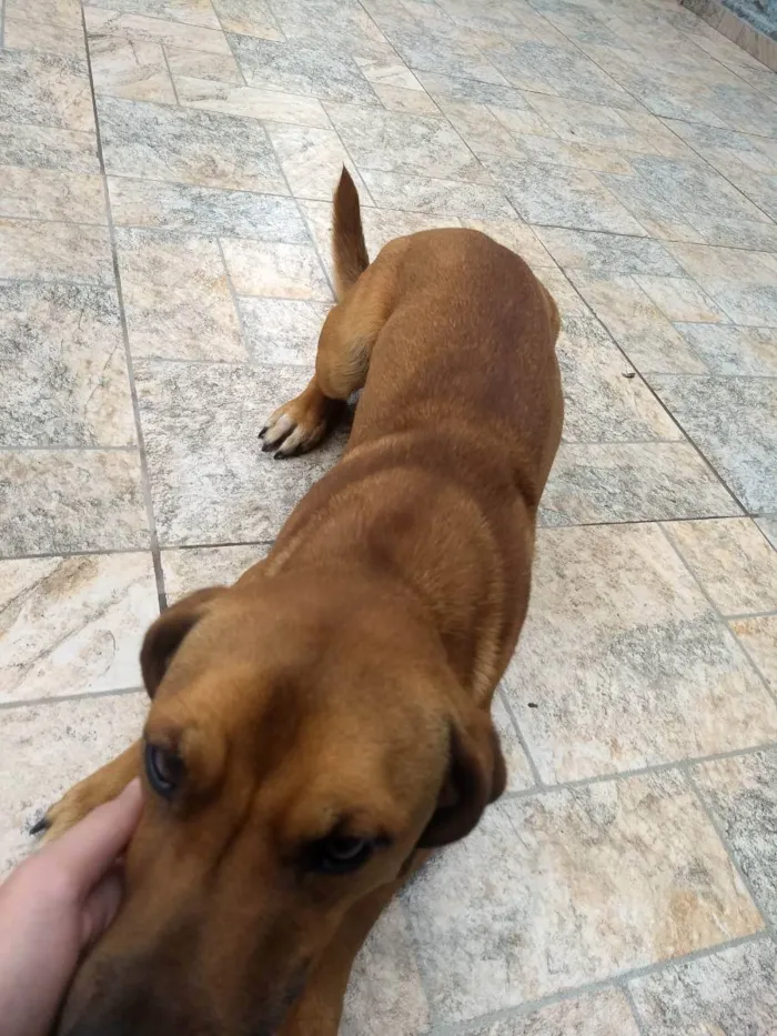 Cachorro ra a Viralata idade 1 ano nome Pequenino