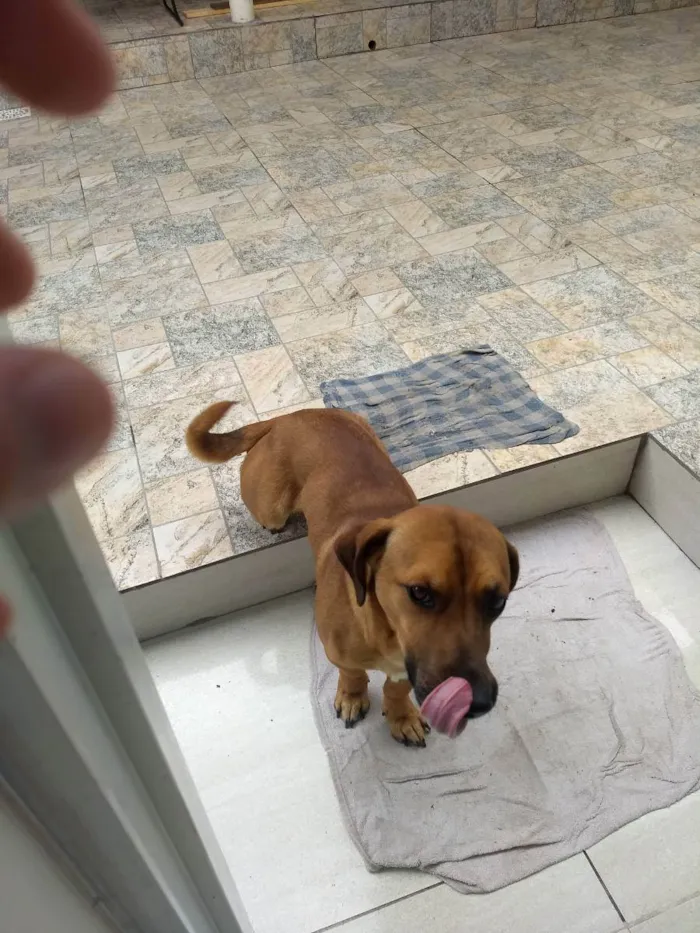 Cachorro ra a Viralata idade 1 ano nome Pequenino