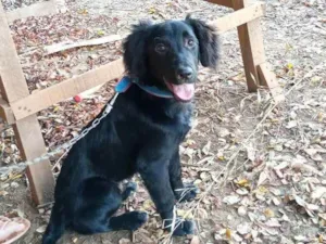 Cachorro raça Vira lata idade 2 anos nome Nego