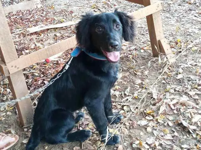 Cachorro ra a Vira lata idade 2 anos nome Nego