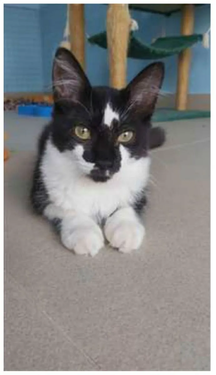 Gato ra a srd frajolinha  idade 2 a 6 meses nome ROBIN