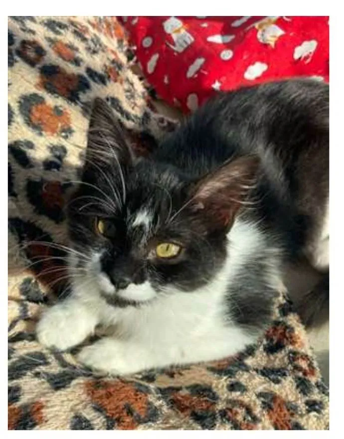 Gato ra a srd frajolinha  idade 2 a 6 meses nome ROBIN