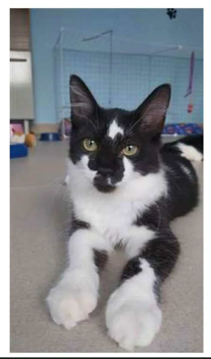 Gato ra a srd frajolinha  idade 2 a 6 meses nome ROBIN