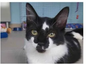 Gato raça srd frajolinha  idade 2 a 6 meses nome ROBIN