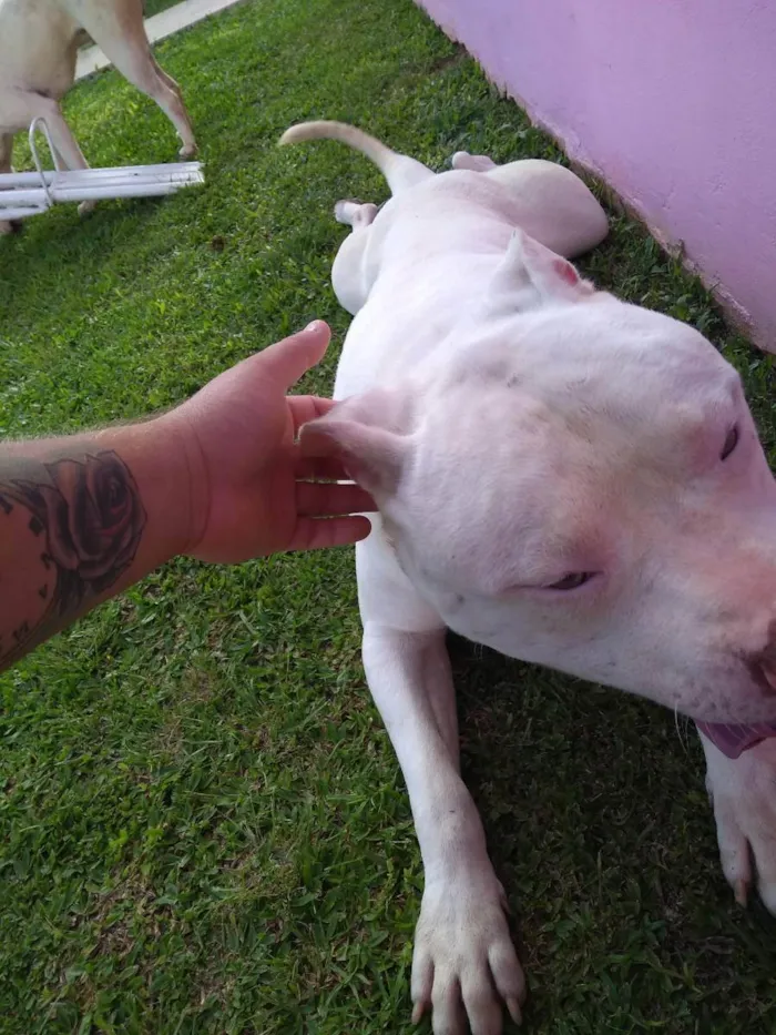 Cachorro ra a Pitbull  idade 4 anos nome Bradok 