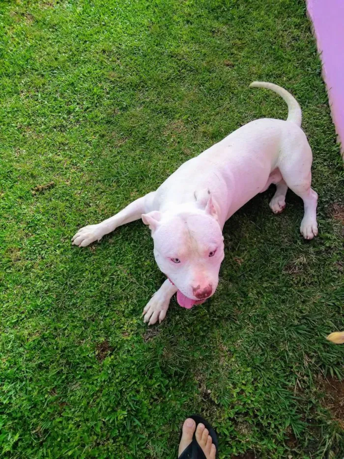 Cachorro ra a Pitbull  idade 4 anos nome Bradok 