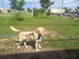 Bela