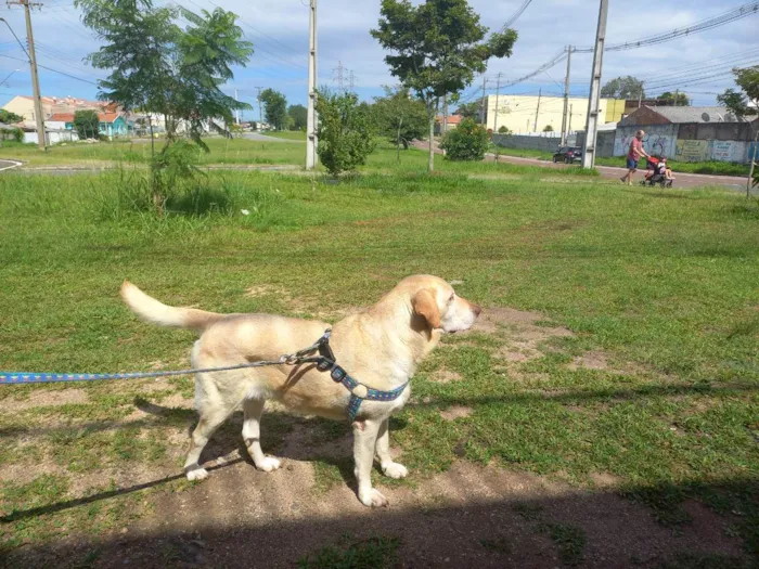 Cachorro ra a Labrador idade 5 anos nome Bela