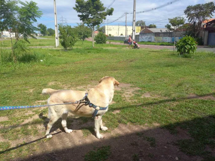 Cachorro ra a Labrador idade 5 anos nome Bela