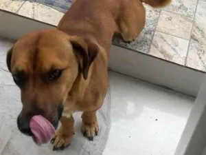 Cachorro raça Viralata idade 1 ano nome Pequenino