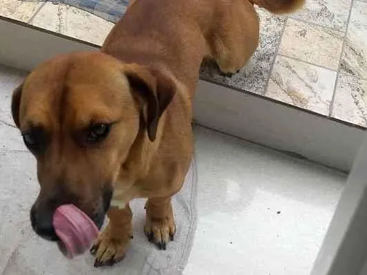 Cachorro ra a Viralata idade 1 ano nome Pequenino