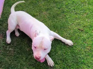 Cachorro raça Pitbull  idade 4 anos nome Bradok 