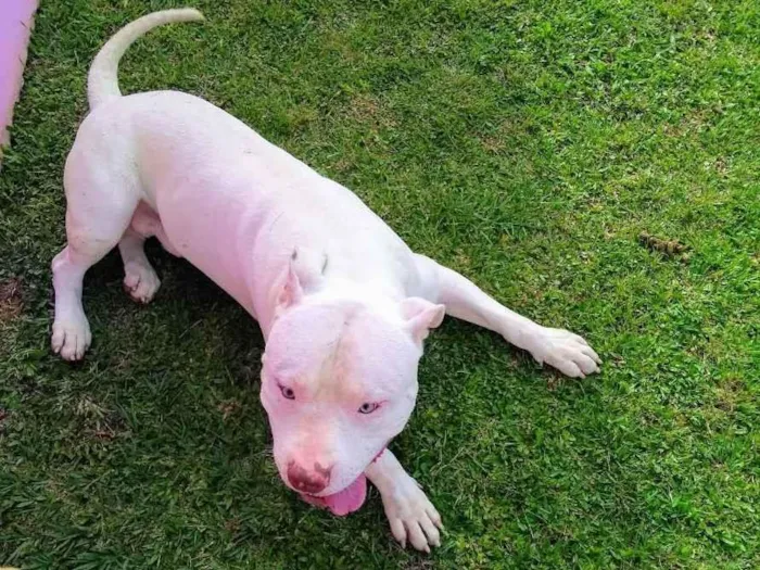Cachorro ra a Pitbull  idade 4 anos nome Bradok 