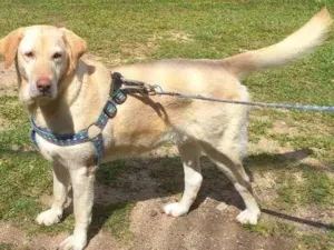 Cachorro raça Labrador idade 5 anos nome Bela