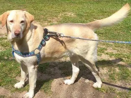 Cachorro ra a Labrador idade 5 anos nome Bela